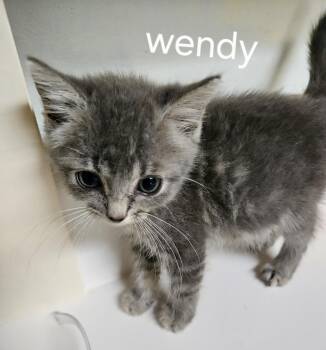 Wendy -  Domestic Short Hair Cat for Adoption in Dyersburg, Tennessee - Wendy | PetCurious