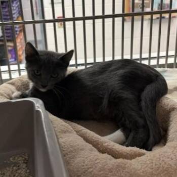 Jalapeno -  Domestic Short Hair Cat for Adoption in Allen, Texas - Jalapeno | PetCurious