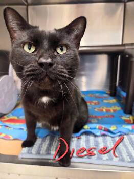 Domestic Short Hair Cats Available for Adoption in Nevada, Iowa - Diesel | PetCurious