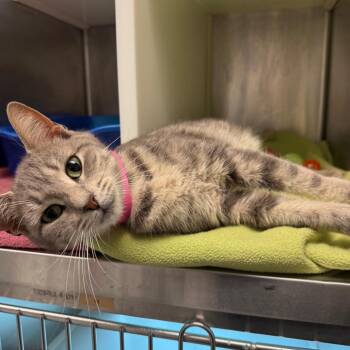 Honey -  Domestic Short Hair Cat for Adoption in Fairport, New York - Honey | PetCurious