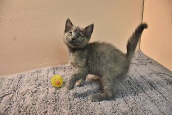Milly -  Domestic Short Hair Cat for Adoption in North Judson, Indiana - Milly | PetCurious