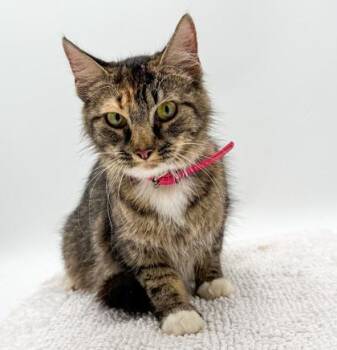Crystal (Bonded w/Layla) -  Domestic Medium Hair and Domestic Short Hair Cat for Adoption in Bowling Green, Kentucky - Crystal (Bonded W/Layla) | PetCurious