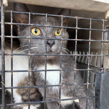 Dale -  Domestic Short Hair Cat for Adoption in Greensboro, North Carolina - Dale | PetCurious