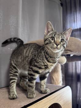 Domestic Short Hair Cats Available for Adoption - Pippin | PetCurious