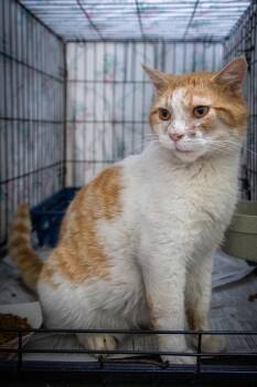 Gizmo (FCID# 02/16/2026 - 12 Trainer) -  Domestic Short Hair and Tabby Cat for Adoption in Greenville, Delaware - Gizmo (FCID# 02/16/2026 - 12 Trainer) | PetCurious