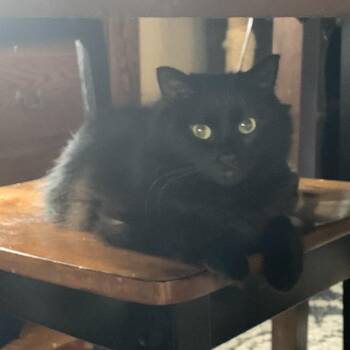 Count fluffula 55609 -  Domestic Long Hair Cat for Adoption in Eaton Rapids, Michigan - Count Fluffula 55609 | PetCurious