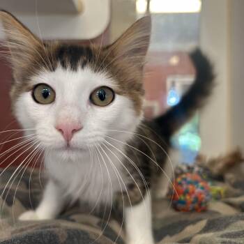 Lizzy -  Domestic Medium Hair Cat for Adoption in Peconic, New York - Lizzy | PetCurious