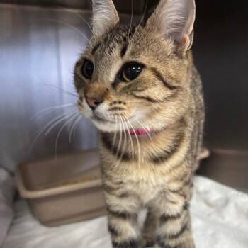 Stacie -  Domestic Short Hair Cat for Adoption in Lakeland, Florida - Stacie | PetCurious