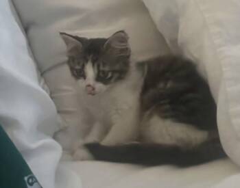 Yami -  Domestic Medium Hair Cat for Adoption in Montgomery, Texas - Yami | PetCurious