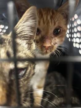 Storm -  Domestic Short Hair Cat for Adoption in Montreal, Quebec - Storm | PetCurious