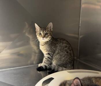 Lobster Roll -  Domestic Short Hair and American Shorthair Cat for Adoption in Montville, New Jersey - Lobster Roll | PetCurious