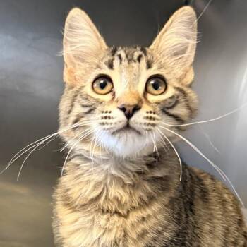Matt -  Domestic Short Hair Cat for Adoption in Palm Springs, California - Matt | PetCurious