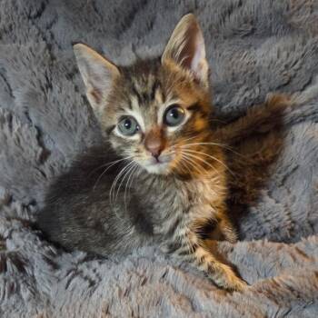 Simon -  Domestic Short Hair Cat for Adoption in Houston, Texas - Simon | PetCurious