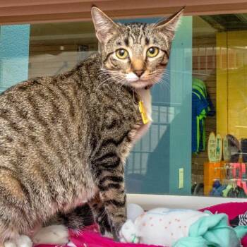 Domestic Short Hair Cats Available for Adoption in St. Louis, Missouri - SORCHA | PetCurious