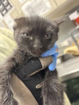 Domestic Short Hair Cats Available for Adoption in Las Vegas, Nevada - LUGNUT | PetCurious