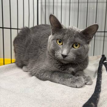 Domestic Short Hair Cats Available for Adoption in Normal, Illinois - Rosie | PetCurious