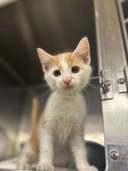 Murphy -  Domestic Short Hair Cat for Adoption in Munster, Indiana - Murphy | PetCurious