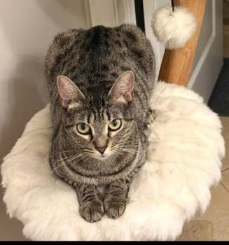 Gadget -  Domestic Short Hair Cat for Adoption in Fort Worth, Texas - Gadget | PetCurious