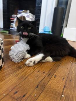 Mystic -  Domestic Medium Hair Cat for Adoption in Worcester, Massachusetts - Mystic | PetCurious