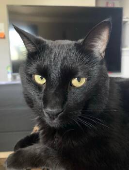 Onyx -  Domestic Short Hair Cat for Adoption in Garden City, Michigan - Onyx | PetCurious