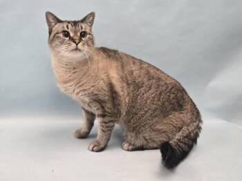 Mia -  Domestic Short Hair Cat for Adoption in Minneapolis, Minnesota - Mia | PetCurious