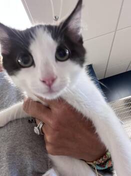Spaghetti -  Domestic Medium Hair Cat for Adoption in Greenfield, Indiana - Spaghetti | PetCurious