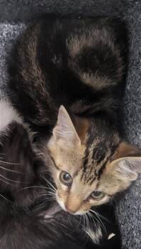 HOLLAND -  Domestic Medium Hair Cat for Adoption in Dallas, Texas - HOLLAND | PetCurious