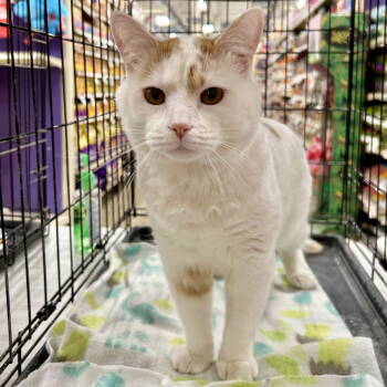 Rescue Domestic Short Hair Cats for Adoption in Cincinnati, Ohio - Gatsby 2025 | PetCurious