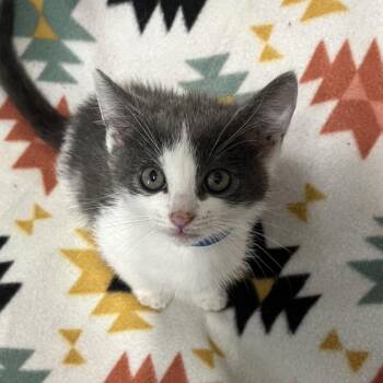 Von Drake -  Domestic Short Hair Cat for Adoption in Waldorf, Maryland - Von Drake | PetCurious