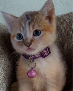 Izzy -  Domestic Long Hair and Maine Coon Cat for Adoption in Pacifica, California - Izzy | PetCurious