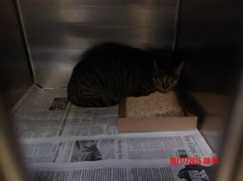 Rescue Domestic Short Hair Cats for Adoption in North Richland Hills, Texas - Princess | PetCurious