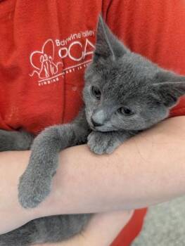 Sunni -  Domestic Short Hair Cat for Adoption in West Chester, Pennsylvania - Sunni | PetCurious