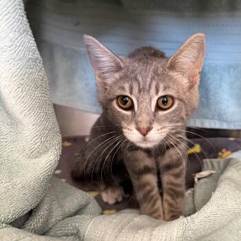 Juneau -  Domestic Short Hair Cat for Adoption in Pittsburgh, Pennsylvania - Juneau | PetCurious