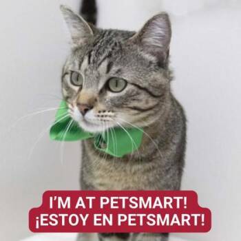 Rescue Domestic Short Hair Cats for Adoption in Carrollton, Texas - Elijah | PetCurious