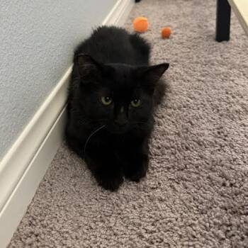 Rescue Domestic Medium Hair Cats for Adoption in Las Vegas, Nevada - Cringer | PetCurious