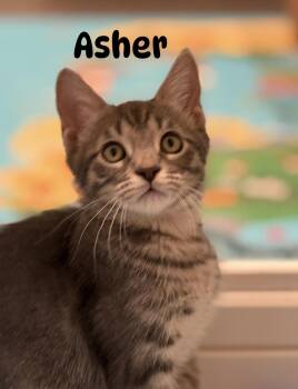 Asher -  Domestic Short Hair Cat for Adoption in Nocatee, Florida - Asher | PetCurious