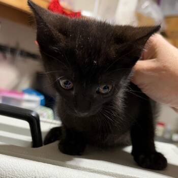 Bahgeera -  Domestic Short Hair Cat Available for Adoption in Milton, Florida - Bahgeera | PetCurious