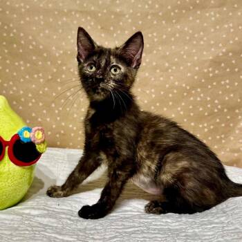 Lucille -  Domestic Short Hair Cat for Adoption in Groveland, Massachusetts - Lucille | PetCurious