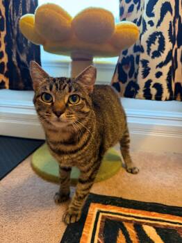 Rescue Domestic Short Hair Cats for Adoption in Brownsville, Pennsylvania - Sarabi | PetCurious