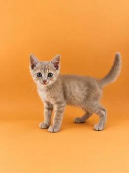 Skittles -  Domestic Short Hair Cat for Adoption in Dahlonega, Georgia - Skittles | PetCurious