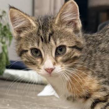 Charm -  Domestic Short Hair Cat for Adoption in Verona, Wisconsin - Charm | PetCurious