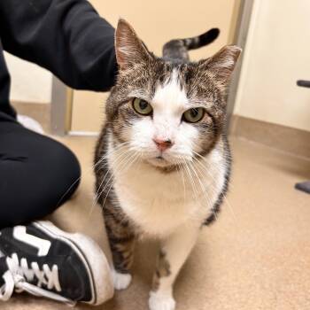 Domestic Short Hair Cats Available for Adoption - Paddy | PetCurious