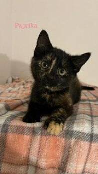 Paprika -  Domestic Short Hair and Tortoiseshell Cat for Adoption in Hazlet, New Jersey - Paprika | PetCurious