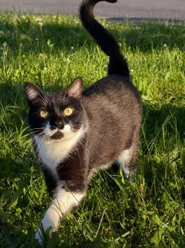 Mayer -  Domestic Short Hair Cat for Adoption in Copley, Ohio - Mayer | PetCurious