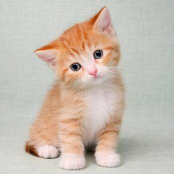 Domestic Short Hair Cats Available for Adoption in Morganton, North Carolina - David Meowie | PetCurious