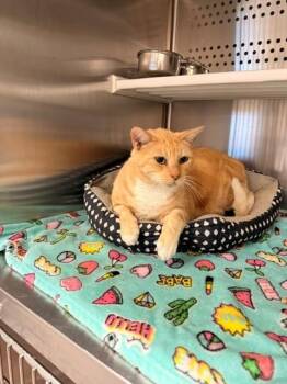Gary -  Domestic Short Hair Cat for Adoption in Fayetteville, Arkansas - Gary | PetCurious