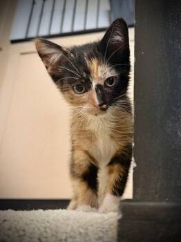 *CHOCO PIE -  Domestic Short Hair Cat for Adoption in Woodland, California - *CHOCO PIE | PetCurious