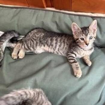 Honey -  Domestic Short Hair Cat for Adoption in Berkeley Heights, New Jersey - Honey | PetCurious