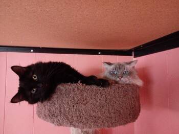 Mr. White -  Domestic Long Hair and Siamese Cat for Adoption in Ogden, Utah - Mr. White | PetCurious