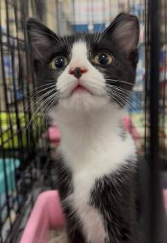 Larea -  Domestic Short Hair Cat for Adoption in Panama City, Florida - Larea | PetCurious